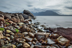 Comparative Island Ecodynamics