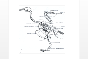 Diagram of a bird skeleton, from NABONE templates
