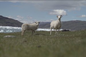 Sheep and icebergs near Norse ruins at Tasiusaq