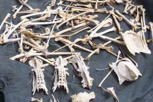 Photo of bird bones. Source: Pixnio