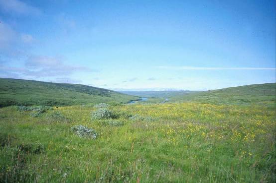 Photograph of grassy heathland on Hofstaðir estate