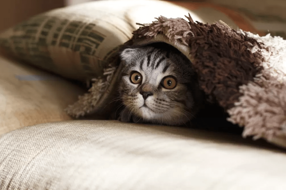 Kitten hiding under a rug