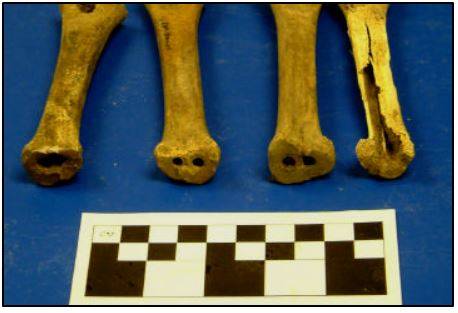 Photograph of bones showing marrow extraction