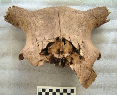 Photograph of Skull B (Bos taurus)