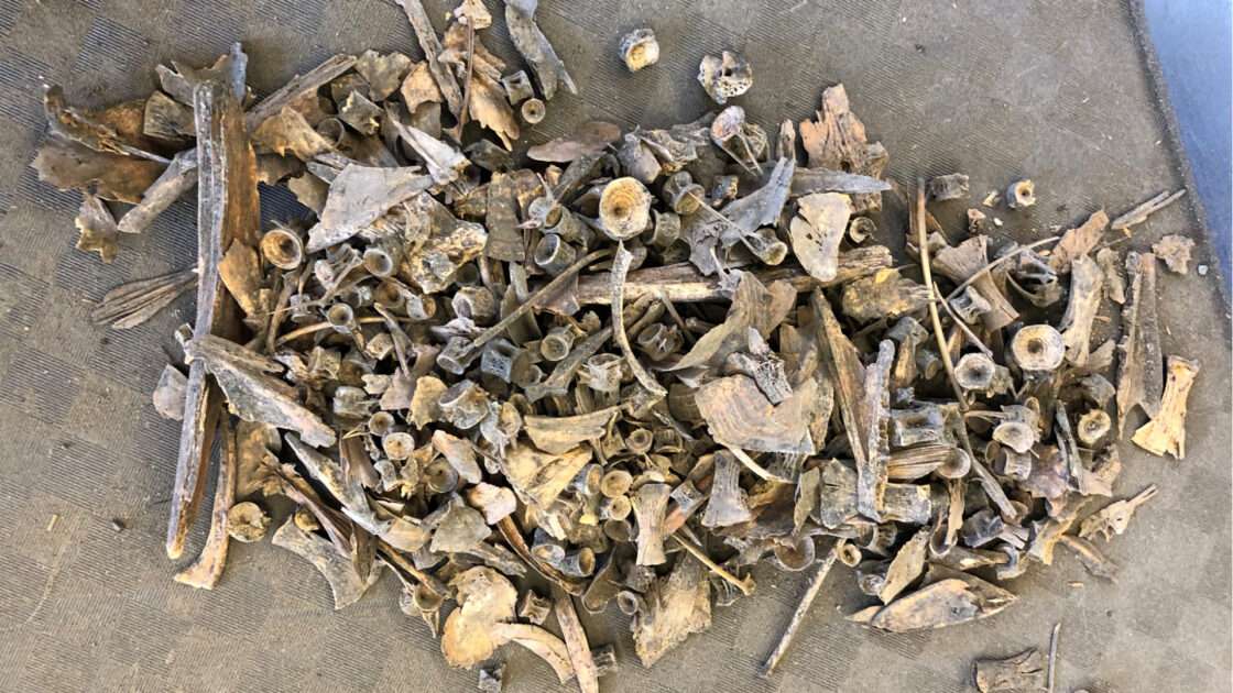 A mixture of bones: many are tube shaped, many are long and either straight or curved and pointed, while others are irregular shapes