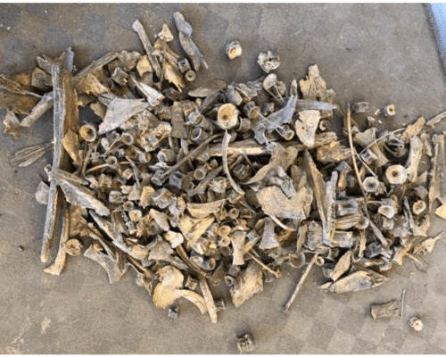 Hrísheimar: Fish Consumption Patterns (2019)