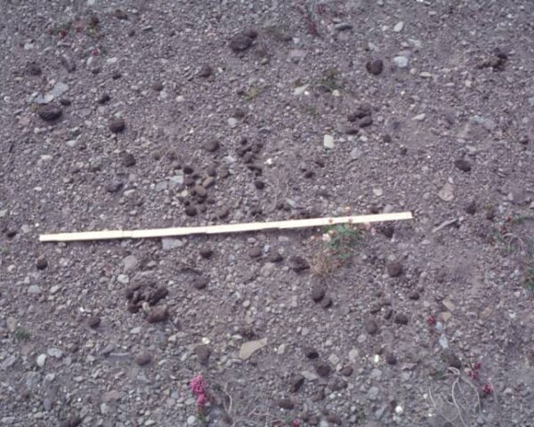 Photograph of raised shoreline with pumice pieces at Ófeigsfjörður, Iceland