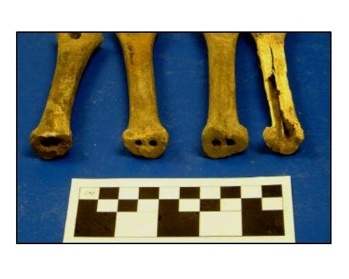 Skalholt 2002 NABO NORSEC Laboratory Report 10 1 Interim Report of Animal Bones from the 2002 Excavations at Skálholt, S Iceland