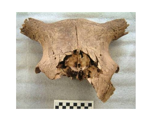 Report of Cattle and Sheep Skulls Recovered from Hofstaðir, Mývatnssveit N Iceland