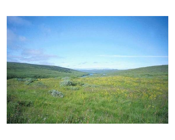 Photograph of grassy heathland on Hofstaðir estate