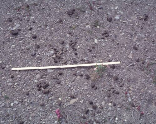 Ocean-transported pumice in the North Atlantic (1999)