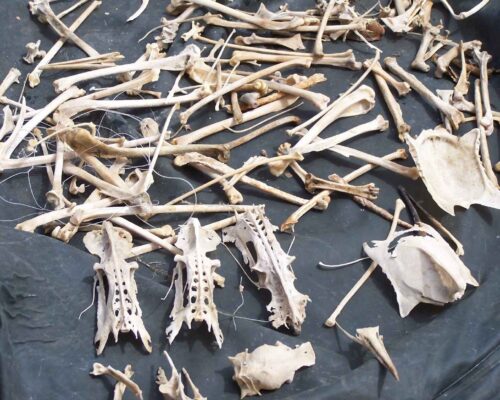 British Isles Archaeological Bird Database: Endnote Reference Library