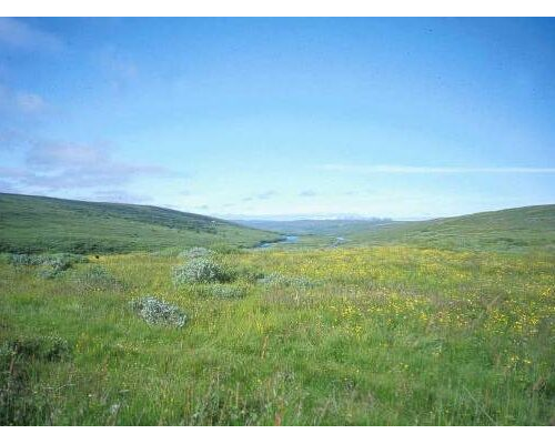 A modelling approach to farm management and vegetation degradation in pre-modern Iceland (2003)