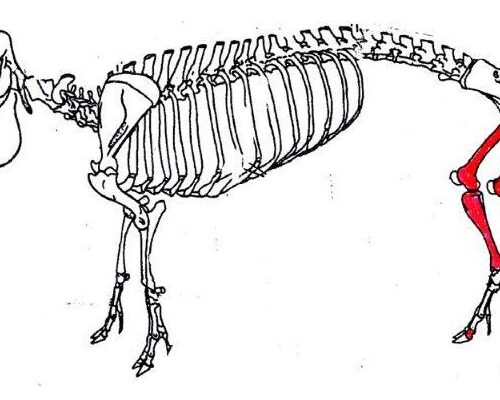 Report of Animal Bones from Tjarnargata 3C, Reykjavík, Iceland