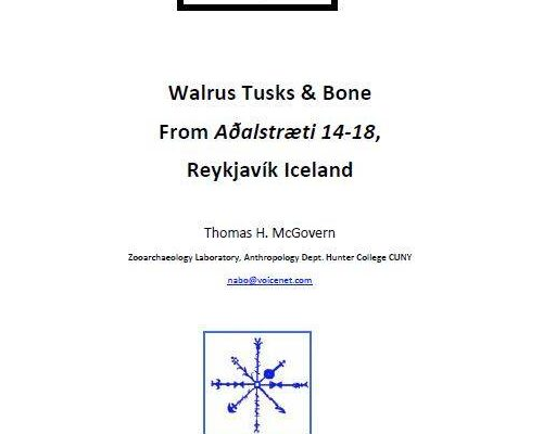 Walrus Tusks & Bone From Aðalstræti 14‐18, Reykjavík Iceland