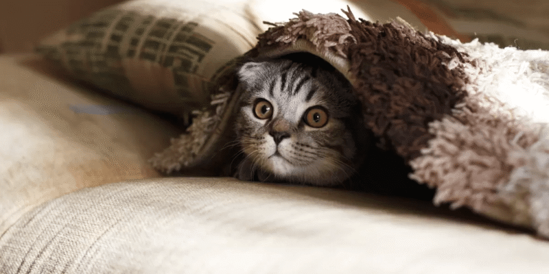 Wordpress Basics: The Dashboard, Pages and Posts